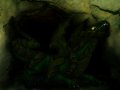 Dragon_in_cave_by_spagi.jpg