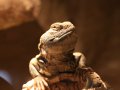 ZOO-Olomouc_4_rijen_13_0019.jpg