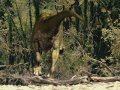WalkingWithDinosaurs-18.jpg