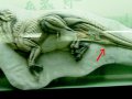 hadrosaur.jpg