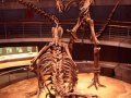 rex_exhibit1.jpg