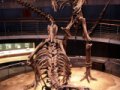 rex_exhibit_small3.jpg