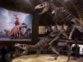 rex_exhibit_small5.jpg