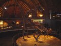 trex_mating6c.jpg