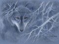 WOLF.jpg