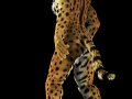 1149477018.taj_cain_back.jpg