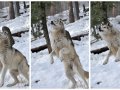 1269918672.taj_wolf_sanctuary_10.jpg