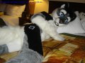 1169295163.draco751_pillow_mint.jpg