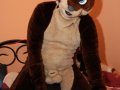 1224588130.kairan_sleek-loves-to-show-off.jpg