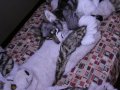 1237612854.raven-wolf_img_428750.jpg