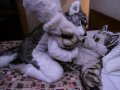 1237615129.fenriswolfbane_legs_over_shoulders.jpg