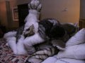 1237654467.fenriswolfbane_biting_neck.jpg