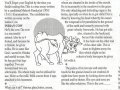 4462_indian_cow.jpg