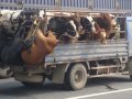 4472_cows.jpg