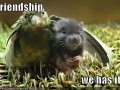 funny-pictures-bird-and-mouse-have-friendship.jpg