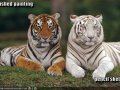 funny-pictures-finished-painting-and-pencil-sketch-of-tiger.jpg