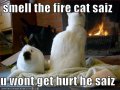 funny-pictures-rabbit-listened-to-cat-and-has-a-blackened-nose.jpg