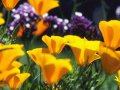 st-flpw001@california_poppies.jpg