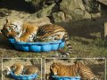 Oz_fits_in_the_box__Yeah_Right_by_nordynz.jpg