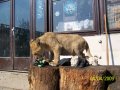 Young_lion_2_by_Tigerlover4.jpg