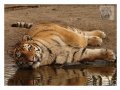 1234902752.bigfriendlygiant_feeling_so_horizontal_by_b_f_g.jpg
