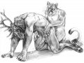 Cougar-Elk.jpg