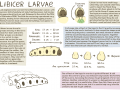 1459109803.mintgears_libicer_larvae_ref_sheet.png