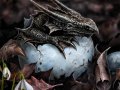 hatchling.jpg
